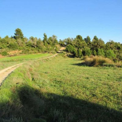 Camino campo a través con bosque de fondo