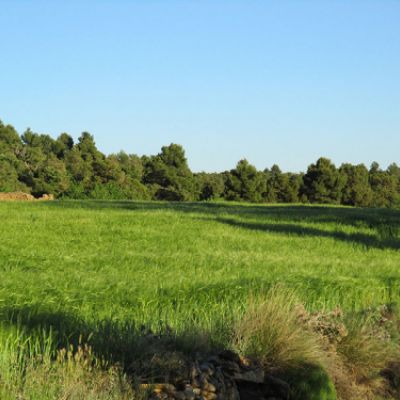 Campo verde rodeado de árboles