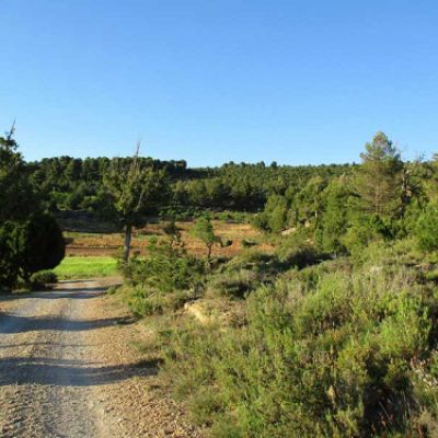 Camino rural con vegetación en Alpuente