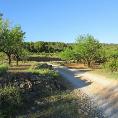 Camino de tierra y vegetación